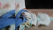 «Выманивали сосиской». Житель Кунгура три часа спасал котенка из двигателя автомобиля