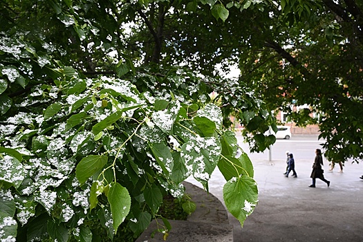 В МЧС предупредили о надвигающихся на Подмосковье заморозках