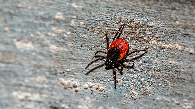 В Подмосковье 6988 человек обратилось за медицинской помощью из‑за укусов клещей