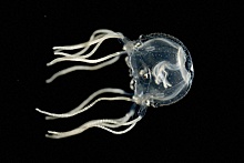 Ученые доказали, что медуза способна учиться