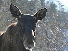 Краснознаменск: гуляющая по двору лосиха испугала жителей