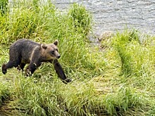 На Камчатке рыбак утонул, спасаясь от медведя