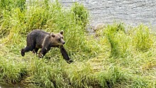На Камчатке рыбак утонул, спасаясь от медведя