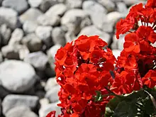 Обрезка пеларгонии: почему насечки лучше, чем ножницы