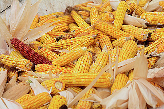 Украинские агрохолдинги боятся сеять больше кукурузы, несмотря на выросшие цены