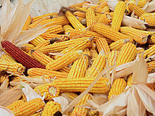 Украинские агрохолдинги боятся сеять больше кукурузы, несмотря на выросшие цены