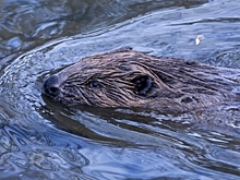Крупнейшую в мире плотину бобров обнаружили по снимкам из космоса
