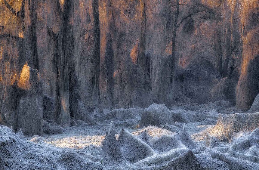 «Зачарованный лес»