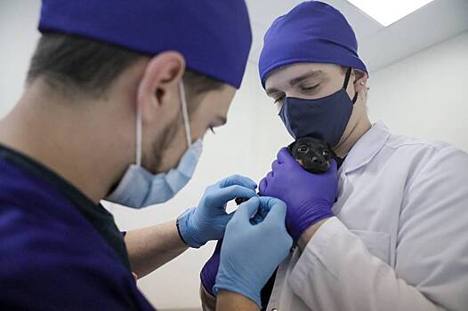 Ветклиники смогут приобрести московские препараты