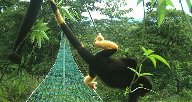 Почему дикие обезьяны внезапно пожелтели: любопытное открытие