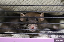 Крысы терроризируют жителей одного из домов Тюмени