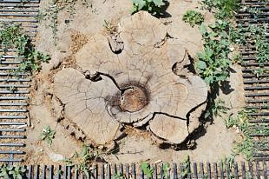 Вырубка деревьев происходит в ростовском парке «Левобережный»