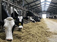 Молочный комплекс с прогрессивной технологией доения открылся в Удмуртии