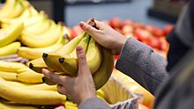 Бананы оказались под угрозой из-за опасного заболевания