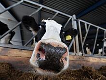 Водитель попытался перевести из Кировской области в Татарстан «КамАЗ» с животными без документов