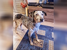 На Дону за взятого в семью пса автосервис Батайска делает бесплатный шиномонтаж