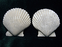 Раковины во рту женщины-викинга стали новой загадкой: ученые в тупике