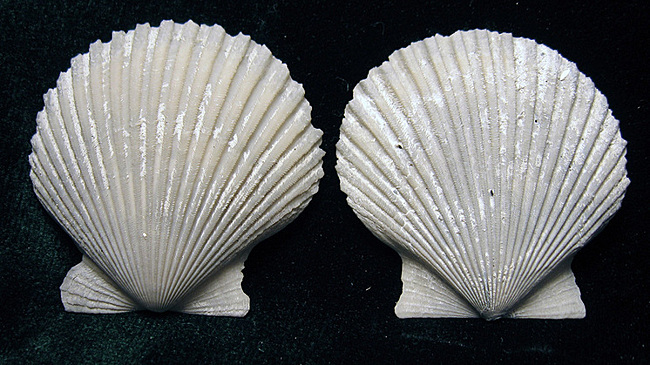 Раковины во рту женщины-викинга стали новой загадкой: ученые в тупике