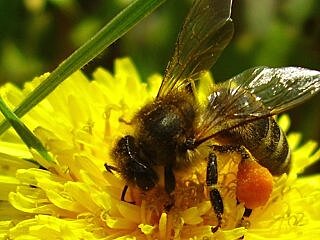 Башкирских пчел хотят отправить на зимовку в Узбекистан