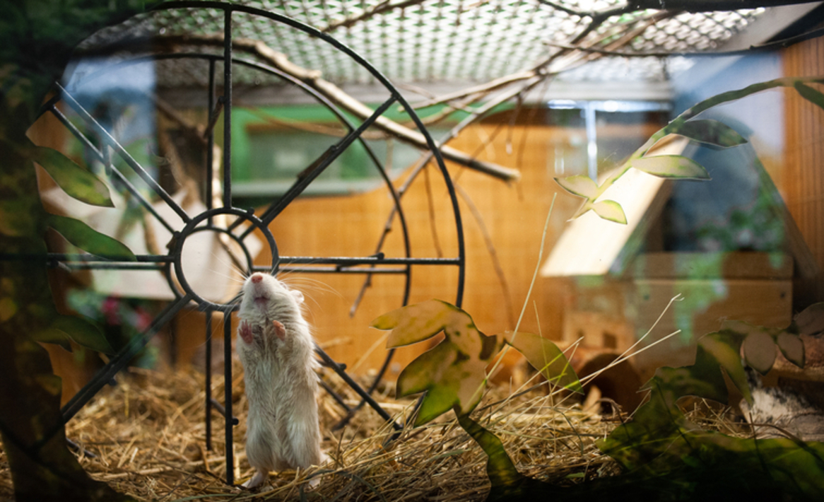 Ключ хомяк 11 августа. Ключ хомяк 11 августа. Ключ хомяк 11 августа. Ключ хомяк 11 августа. Ключ хомяк 11 августа.