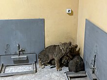 В зоопарке Шымкента львятам дали имена GGG и Канело