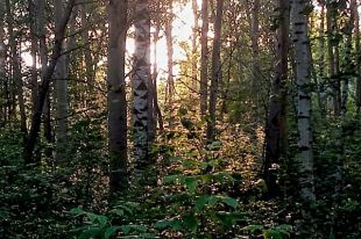 В Прикамье объявили срочный сбор на поиски заблудившейся в лесу женщины