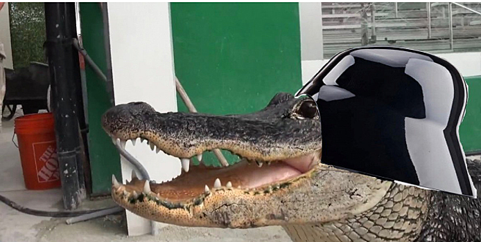 В США крокодила из зоопарка научили ходить в такт «Имперского марша» из «Звездных войн»