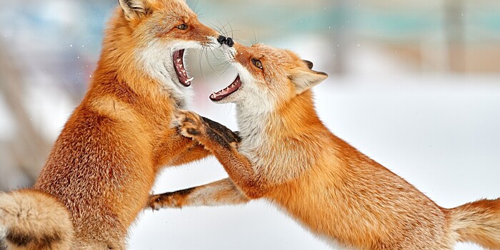 Две лисы подрались из-за сосиски на острове Русский