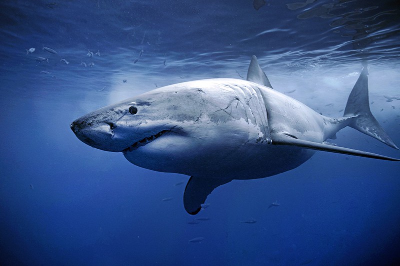В Египте выяснят причины аномального поведения напавшей на россиянина акулы
