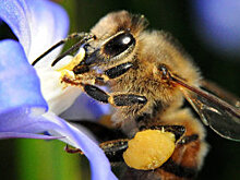 В Курской области начался пчелиный мор