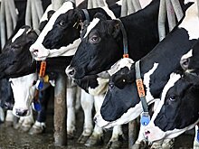 Регионы не спешат с электронной ветсертификацией продуктов