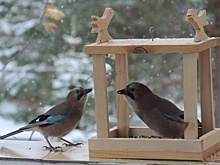 Птичьи «столовые» открылись в Керженском заповеднике