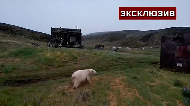 Жители якутского села перестали выходить из дома из-за белого медведя