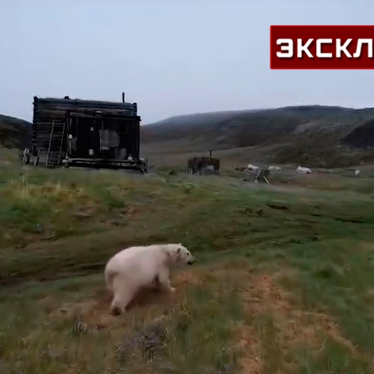 Жители якутского села перестали выходить из дома из-за белого медведя -  Рамблер/субботний