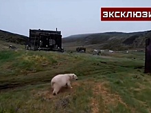 Жители якутского села перестали выходить из дома из-за белого медведя