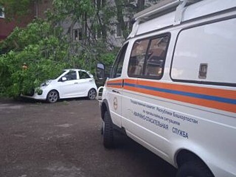 В Уфе дерево упало на припаркованный во дворе автомобиль