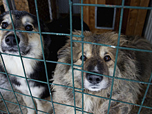 В Приуральском районе с 2027 года будет работать только один приют в Лабытнанги