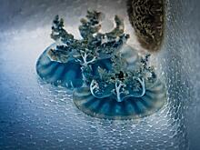 Медузы кассиопеи прибыли в Приморский океанариум из Москвы