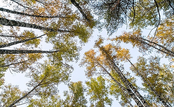 План по восстановлению лесов перевыполнили в Новосибирской области