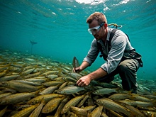 Рыбу с содержанием ртути ищут в нижегородском водохранилище