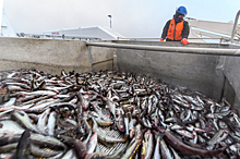 «Нечего ввозить»: Запрет на импорт «зараженной» рыбы из Японии назвали формальным