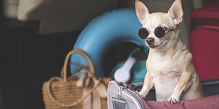 Как правильно подготовить питомца к путешествиям