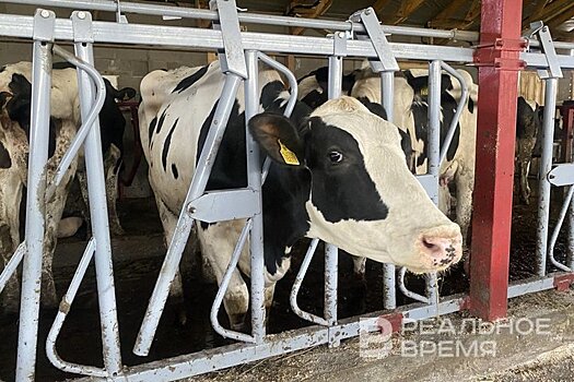 Татарстанец погасил полумиллионный долг после ареста телят