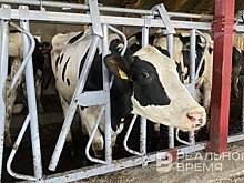 Татарстанец погасил полумиллионный долг после ареста телят