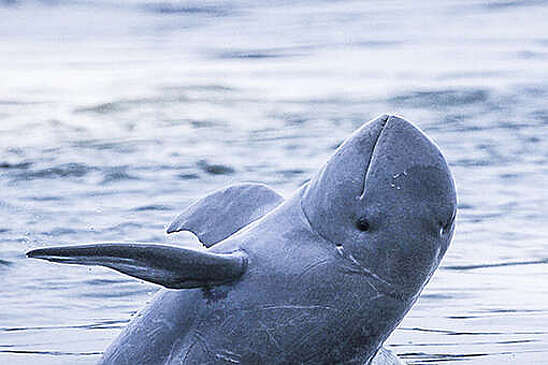 Экологи обеспокоились из-за насильственных смертей трех редких камбоджийских дельфинов