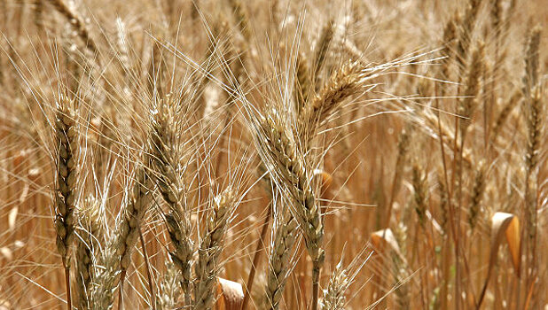 Bloomberg: Турция сняла ограничения по пшенице из России