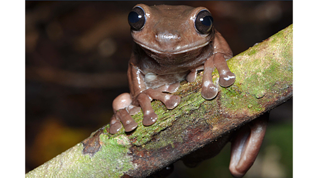 Ученые открыли "шоколадных" лягушек в Новой Гвинее