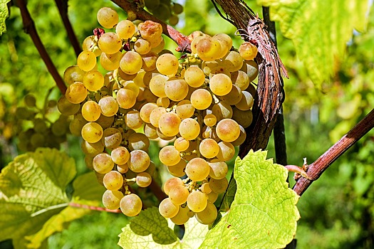 Долина Дона: в России появились виноградо-винодельческие зоны