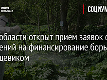 В Ленобласти открыт прием заявок от поселений на финансирование борьбы с борщевиком