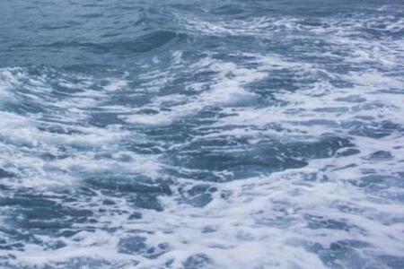 «Шла прямо на катер»: большое морское создание вышло к людям во Владивостоке